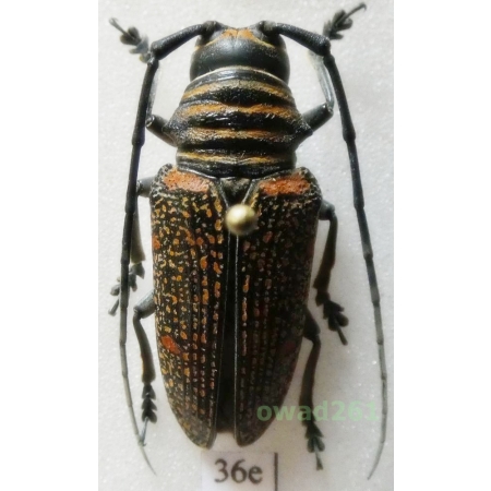 Zographus regalis cuprea Allard, 1993 female 26mm Zambia36e